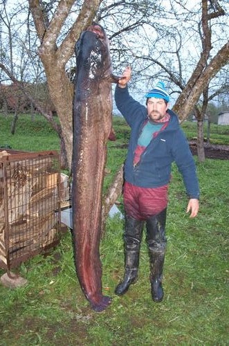 Latvijā noķerts rekordliels - 2,42 metrus garš un 84,7 kilogramus smags sams.